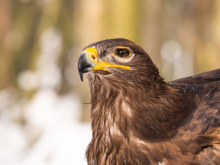 Steppe eagle (Aquila nipalensis) detail of head