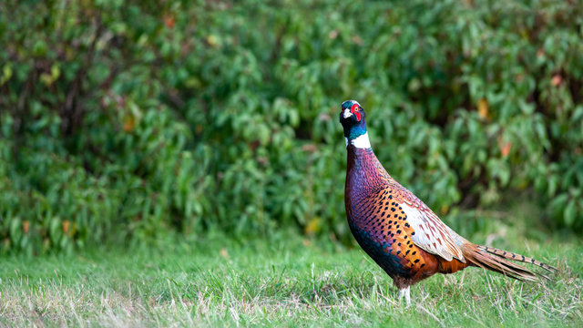gamebird pheasant