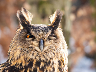 Eurasian eagle-owl (Bubo bubo) majestic bird in winter time