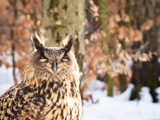 Eurasian eagle-owl (Bubo bubo) majestic bird in winter time