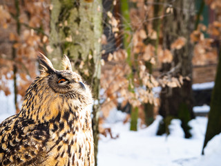 Eurasian eagle-owl (Bubo bubo) majestic bird in winter time