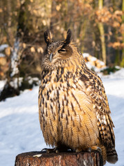 Eurasian eagle-owl (Bubo bubo) majestic bird in winter time