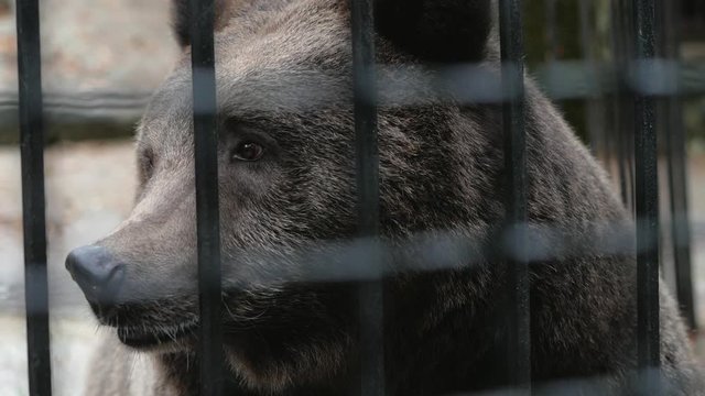 Poor brown bear living in cage