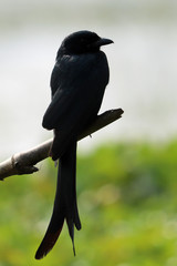 Black Drongo on branch