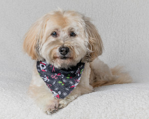 Havenese Dog on White Background