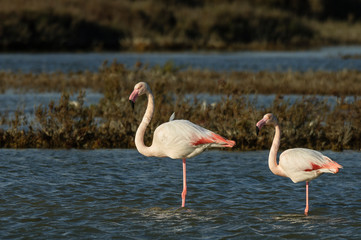 Obraz premium Flamencos en la Camarga francesa