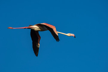 Flamencos en la Camarga francesa