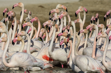 Flamencos en la Camarga francesa