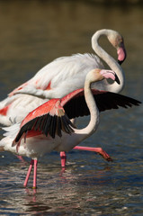 Flamencos en la Camarga francesa