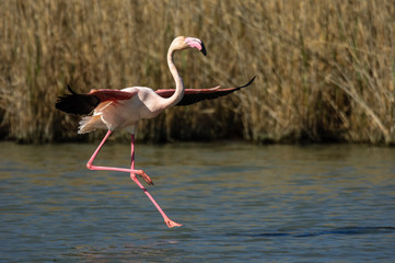 Fototapeta premium Flamencos en la Camarga francesa