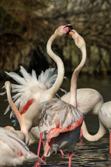 Flamencos en la Camarga francesa