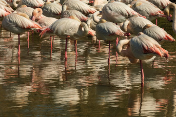 Flamencos en la Camarga francesa