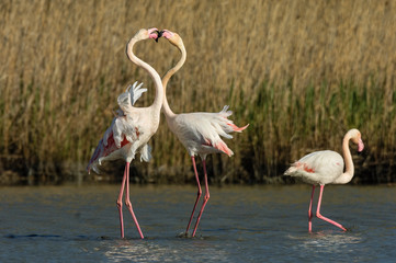 Flamencos en la Camarga francesa