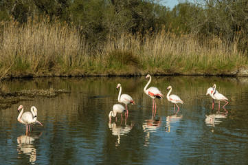 Flamencos en la Camarga francesa