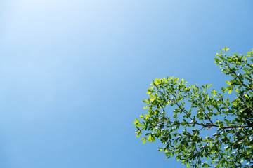 Fototapeta premium green leaf on blue sky background. leaf terminalia tree.