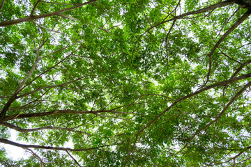 Under the big tree With many branches to shade.