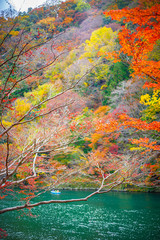 Arashiyama forest view in the Autumn along Katsura river. Kyoto, Japan.