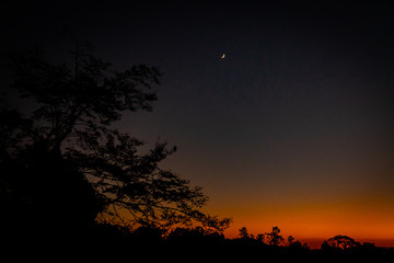 Sunset tree at dusk with orange and blue sky color in Kyoto, Japan.