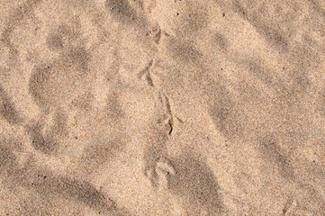 golden sand on the artificial beach of the island of Madeira