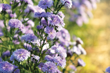 Close up Violet Margaret Flower Copy space.