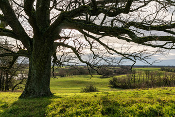 tree in the park