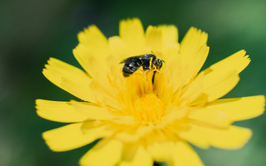 bee on a yellow flower
