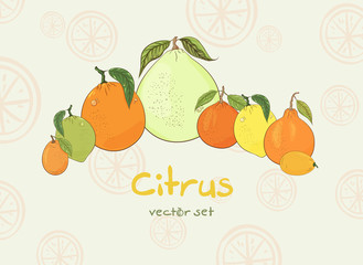  Big citrus collection. Lemon, tangerine, orange, pomelo, lime,kumquat icons.