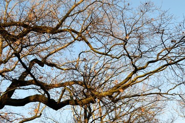blue sky with thick and thin branched branches of a big tree