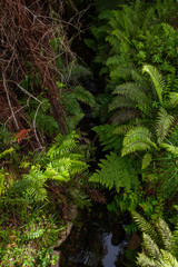 Naklejka na ściany i meble Ferns. New Zealand