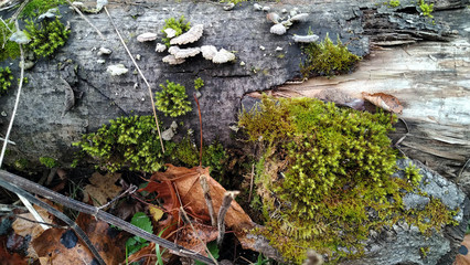 a_part_of_fall