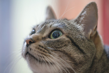 muzzle of a tabby cat with big eyes, close up,soft focus