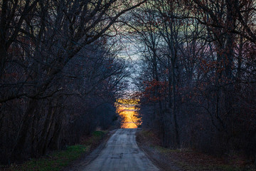 Tree Lined Country Road at Sunset