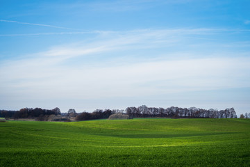 green meadow under blue sky on a clear sunny day