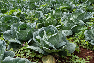 Cabbage planting field at harvesting stage, leafy agriculture