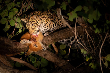 Leopard licking hunted puku over tree at night