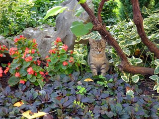 Fototapeta premium cat