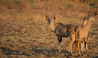 Naklejka na ściany i meble Male and female Kudu group looking back to the camera