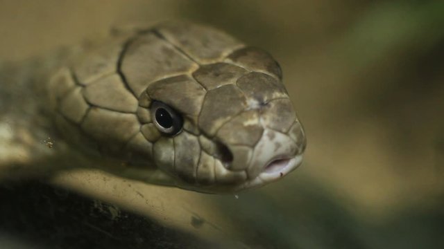 close up of the head of a king cobra