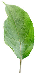 Obraz premium Apple leaves isolated on white background. One Leaf Apple Clipping Path.