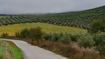 Olive plants growing on hill, Montefrio, Granada, Spain