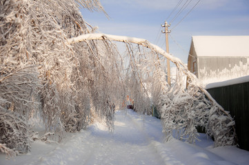 Winter wonderland: tree drown under the weight of snow which covers all the branches