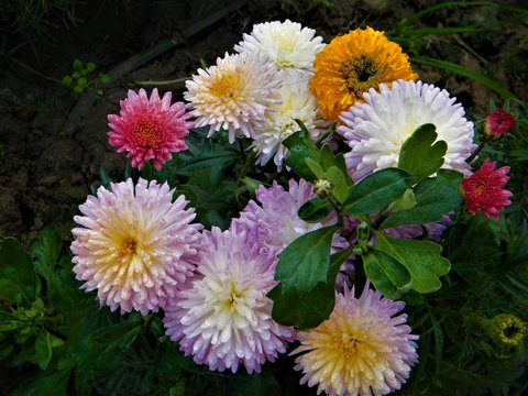 different type of flowers from the gardens of different cities in India