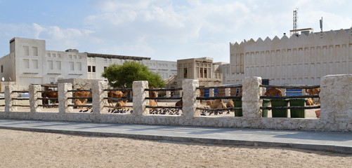 Camels in Camel Souq, Waqif Souq in Doha, Qatar,