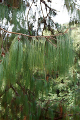 Pinus spreading is one of the most beautiful pines. Grows in warm subtropical areas of Mexico