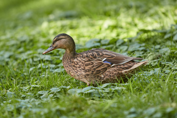 Mallard Female wild duck in the grass