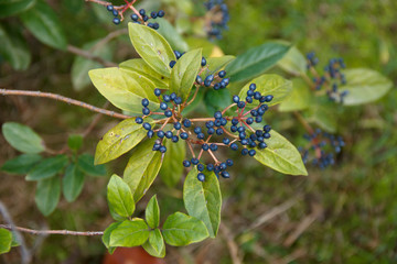 Viburnum tinus. Black berries on the Bush on the background of nature