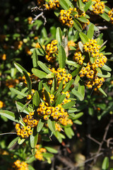 Pyracantha angustifolia is a genus of spiny evergreen shrubs in the family Rosaceae.