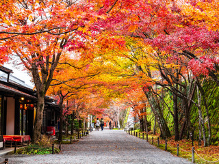 秋の京都　三千院　参道