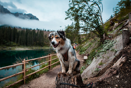 Aussie by the lake