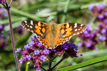 Painted Lady Butterfly (Vanessa cardui) with wings outstreached resting on a verbena bonariensis flower